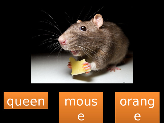 queen mouse orange