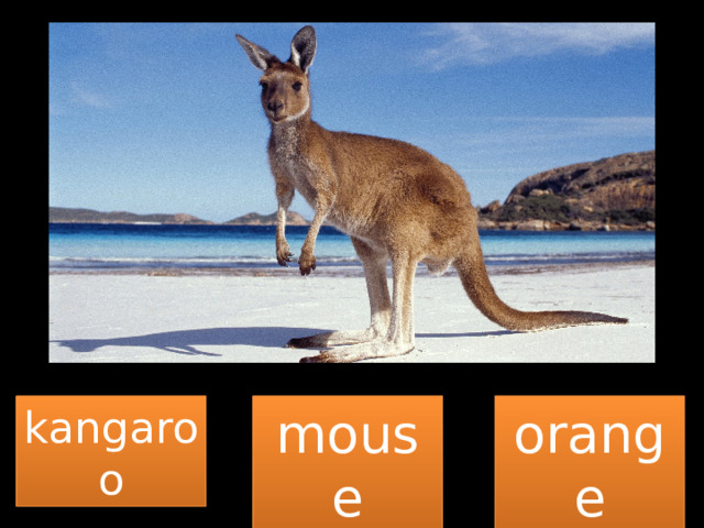 kangaroo mouse orange