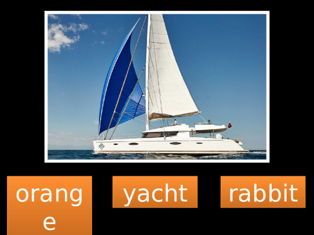 orange yacht rabbit