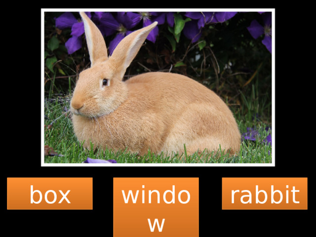 box window rabbit