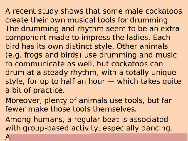 A recent study shows that some male cockatoos create their own musical tools for drumming. The drumming and rhythm seem to be an extra component made to impress the ladies. Each bird has its own distinct style. Other animals (e.g. frogs and birds) use drumming and music to communicate as well, but cockatoos can drum at a steady rhythm, with a totally unique style, for up to half an hour — which takes quite a bit of practice. Moreover, plenty of animals use tools, but far fewer make those tools themselves. Among humans, a regular beat is associated with group-based activity, especially dancing. As for the cockatoos, drumming with a regular beat is a done solo. 