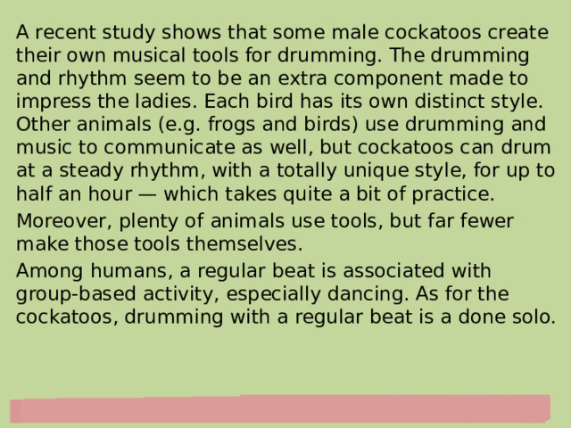 A recent study shows that some male cockatoos create their own musical tools for drumming. The drumming and rhythm seem to be an extra component made to impress the ladies. Each bird has its own distinct style. Other animals (e.g. frogs and birds) use drumming and music to communicate as well, but cockatoos can drum at a steady rhythm, with a totally unique style, for up to half an hour — which takes quite a bit of practice. Moreover, plenty of animals use tools, but far fewer make those tools themselves. Among humans, a regular beat is associated with group-based activity, especially dancing. As for the cockatoos, drumming with a regular beat is a done solo. 