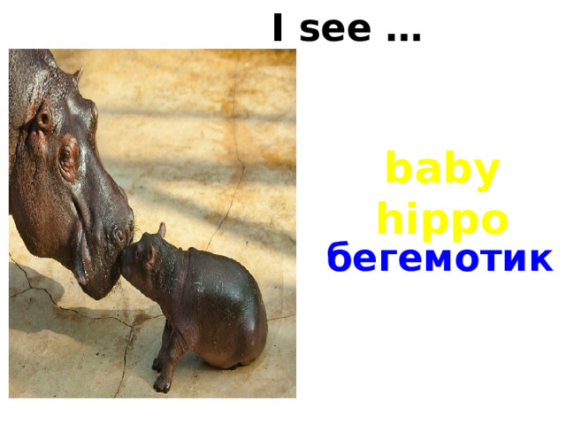 I see … baby hippo бегемотик 