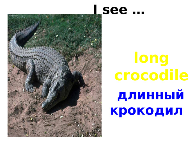 I see … long crocodile длинный крокодил 