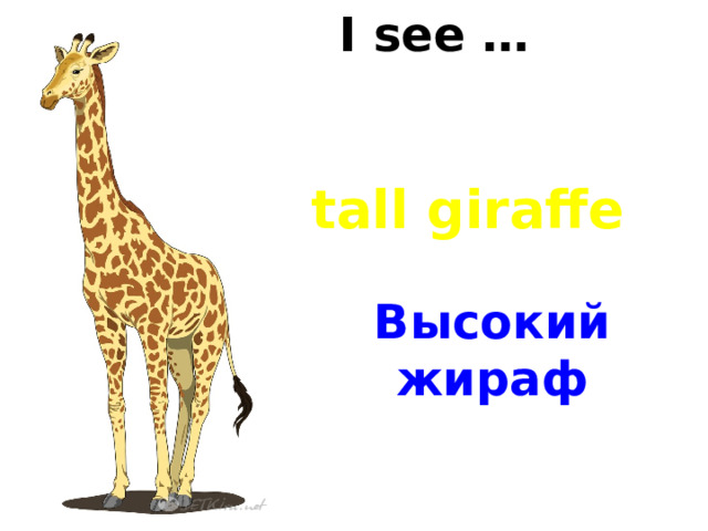 I see … tall giraffe Высокий жираф 