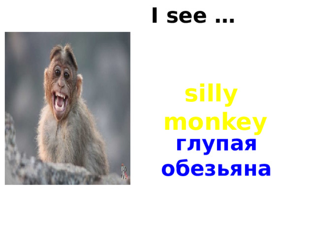 I see … silly monkey глупая обезьяна 