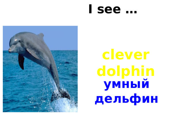 I see … clever dolphin умный дельфин 