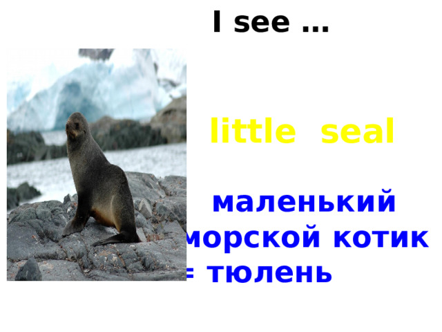 I see … little seal маленький морской котик = тюлень 