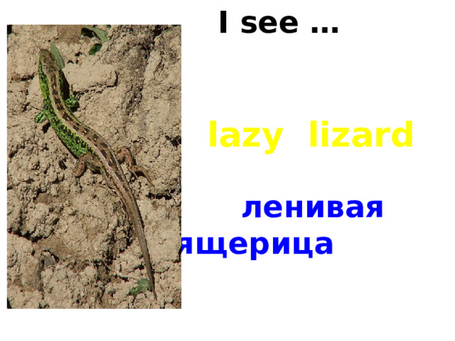 I see … lazy lizard ленивая ящерица 