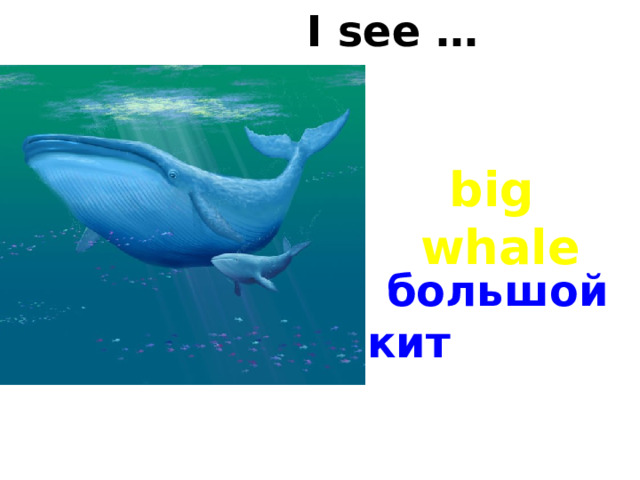 I see … big whale большой кит 