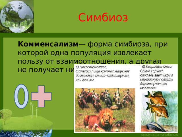 Симбиоз  Комменсализм — форма симбиоза, при которой одна популяция извлекает пользу от взаимоотношения, а другая не получает ни пользы, ни вреда.  