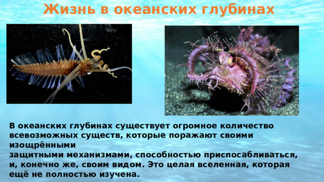 Жизнь в океанских глубинах В океанских глубинах существует огромное количество всевозможных существ, которые поражают своими изощрёнными защитными механизмами, способностью приспосабливаться, и, конечно же, своим видом. Это целая вселенная, которая ещё не полностью изучена.  