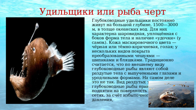 Удильщики или рыба черт Глубоководные удильщики постоянно живут на большой глубине, 1500—3000 м, в толще океанских вод. Для них характерна шаровидная, уплощённая с боков форма тела и наличие «удочки» (у самок). Кожа маскировочного цвета — чёрная или тёмно-коричневая, голая; у нескольких видов покрыта преобразованными чешуями — шипиками и бляшками. Традиционно считается, что по внешнему виду глубоководные рыбы являют собой раздутые тела с выпученными глазами и уродливыми формами. На самом деле это не так. Вид раздутых тел глубоководные рыбы принимают при поднятии на поверхность в рыболовных сетях, за счёт избыточного внутреннего давления, 