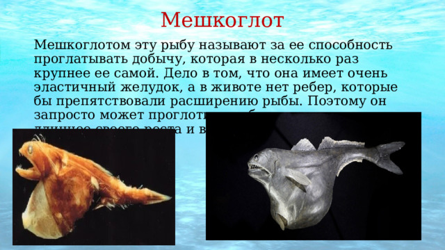 Мешкоглот Мешкоглотом эту рыбу называют за ее способность проглатывать добычу, которая в несколько раз крупнее ее самой. Дело в том, что она имеет очень эластичный желудок, а в животе нет ребер, которые бы препятствовали расширению рыбы. Поэтому он запросто может проглотить рыбу в четыре раза длиннее своего роста и в 10 раз тяжелее! 