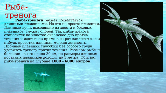 Рыба-тренога    Рыба-тренога   может похвастаться длинными плавниками. Но это не просто плавники. Длинные лучи, выходящие из хвоста и боковых плавников, служат опорой. Так рыбы-тренога становится на илистое океанское дно против течения и ждет пока прямо в ее рот заплывет какая-нибудь креветка или иная мелкая живность. Прочные плавники способны без особого труда удержать треногу против течения. Размеры рыбы не большие - всего около 30 см, но размеры длинных костяных плавников доходит до 1 метра. Обитает рыба-тренога на глубине  1000 - 6000 метров . 