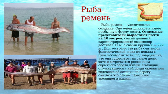 Рыба-ремень  Рыба-ремень — удивительное создание. Оно очень длинное и имеет необычную форму ленты.  Отдельные представители вырастают почти на 10 метров , самый длинный зарегистрированный экземпляр достигал 11 м, а самый крупный — 272 кг. Долгое время эта рыба считалось фантастической, пока не попала в руки исследователей, подтвердивших, что она существует на самом деле, хотя и встречается редко из-за скрытного образа жизни. Очевидцы, столкнувшиеся с ней среди океана или видевшие её останки на берегу, считают это самым памятным зрелищем в жизни. 