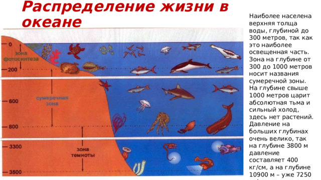 Распределение жизни в океане Наиболее населена верхняя толща воды, глубиной до 300 метров, так как это наиболее освещенная часть. Зона на глубине от 300 до 1000 метров носит названия сумеречной зоны. На глубине свыше 1000 метров царит абсолютная тьма и сильный холод, здесь нет растений. Давление на больших глубинах очень велико, так на глубине 3800 м давление составляет 400 кг/см, а на глубине 10900 м – уже 7250 кг/см . 