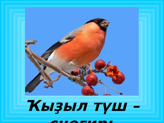 Ҡыҙыл түш – снегирь 