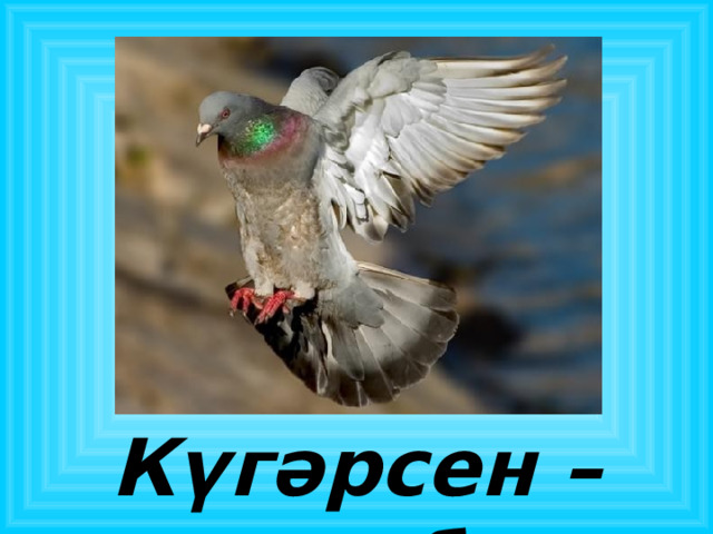 Күгәрсен – голубь 
