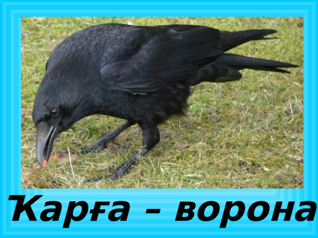 Ҡарға – ворона 