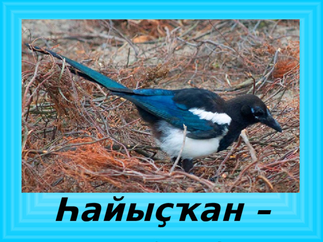 Һайыҫҡан – сорока 