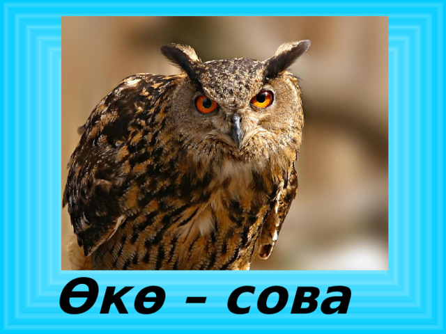 Өкө – сова 