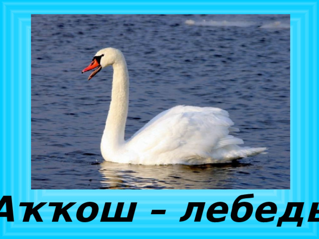 Аҡҡош – лебедь 