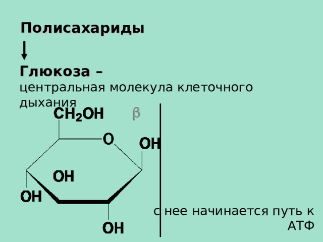 Полисахариды Глюкоза – центральная молекула клеточного дыхания   с нее начинается путь к АТФ  