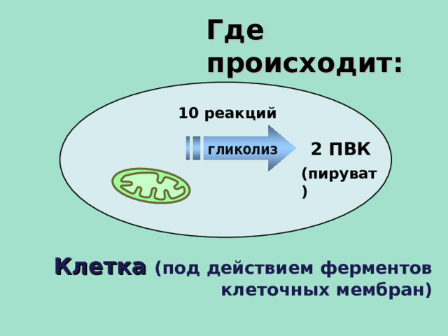 Где происходит: 10 реакций гликолиз 2 ПВК (пируват) Клетка  (под действием ферментов клеточных мембран) 15 