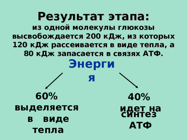 Результат этапа:  из одной молекулы глюкозы высвобождается 200 кДж, из которых 120 кДж рассеивается в виде тепла, а 80 кДж запасается в связях АТФ. Энергия 60% выделяется в виде тепла 40% идет на синтез АТФ 15 