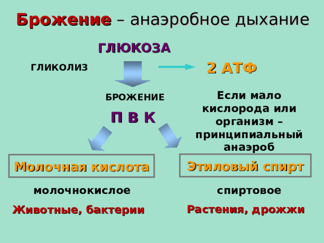 Брожение – анаэробное дыхание ГЛЮКОЗА 2 АТФ ГЛИКОЛИЗ БРОЖЕНИЕ Если мало кислорода или организм – принципиальный анаэроб П В К Этиловый спирт Молочная кислота молочнокислое спиртовое Растения, дрожжи Животные, бактерии  