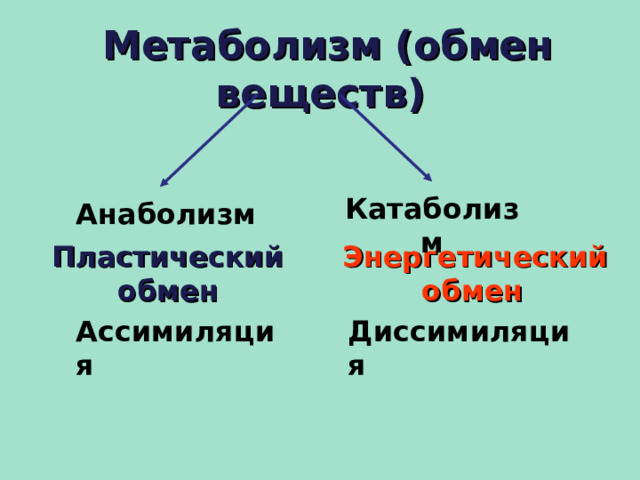  Метаболизм (обмен веществ) Катаболизм Анаболизм Пластический обмен Энергетический  обмен Ассимиляция Диссимиляция  