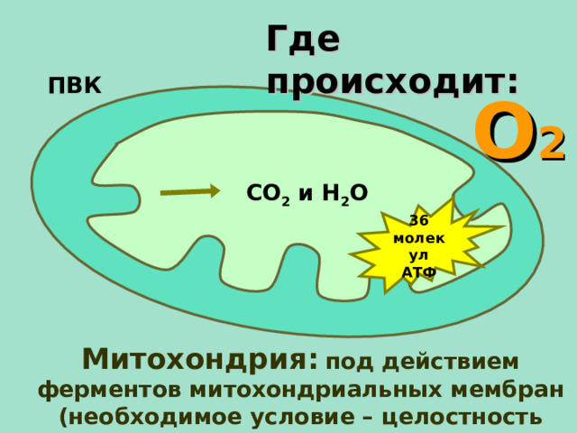 Где происходит: ПВК О 2 СО 2 и Н 2 О 36 молекул АТФ Митохондрия :  под действием ферментов митохондриальных мембран (необходимое условие – целостность мембран) 21 