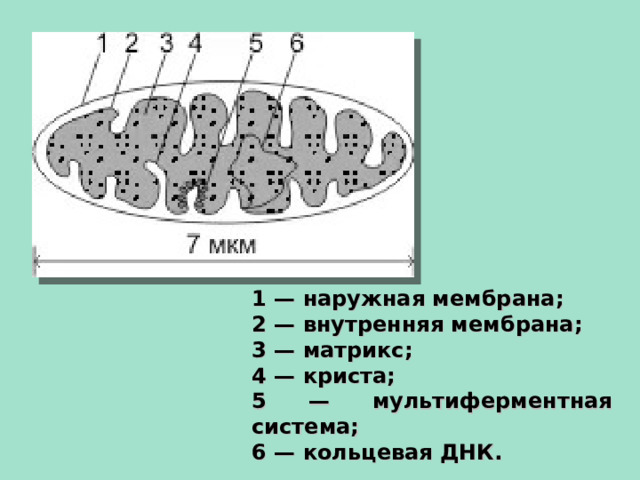 1 — наружная мембрана; 2 — внутренняя мембрана; 3 — матрикс; 4 — криста; 5 — мультиферментная система; 6 — кольцевая ДНК.  