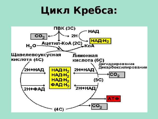 Цикл Кребса:  