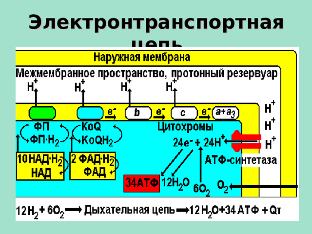Электронтранспортная цепь  