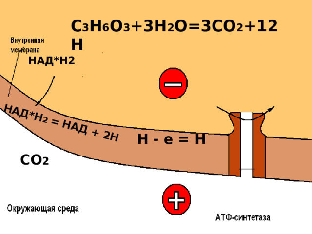 НАД*Н 2 = НАД + 2Н C 3 H 6 O 3 +3H 2 O=3CO 2 +1 2 H НАД*Н2 Н - е = Н СО 2  