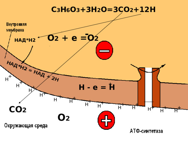 НАД*Н2 = НАД + 2Н C 3 H 6 O 3 +3H 2 O=3CO 2 +1 2 H - О 2 + е =О 2 НАД*Н2 + Н + + Н Н - е = Н     + Н + Н + + Н Н + + Н + + Н СО 2 Н Н + + + Н Н Н О 2  