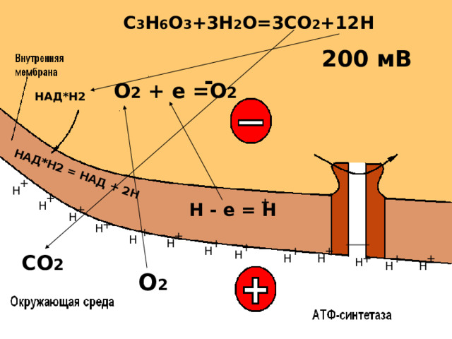 НАД*Н2 = НАД + 2Н C 3 H 6 O 3 +3H 2 O=3CO 2 +1 2 H 200 мВ - О 2 + е =О 2 НАД*Н2 + Н + + Н Н - е = Н     + Н + Н + + Н Н + + Н + + Н СО 2 Н Н + + + Н Н Н О 2  