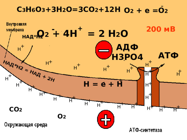 - НАД*Н2 = НАД + 2Н C 3 H 6 O 3 +3H 2 O=3CO 2 +1 2 H О 2 + е =О 2 200 мВ - + О 2 + 4Н = 2 Н 2 О НАД*Н2 АДФ Н3РО4 + Н АТФ - + + Н Н + + Н + Н Н + + Н Н + Н + + - Н = е + Н + Н Н + Н + Н + + Н + Н Н + + Н + + Н Н Н + + + Н СО 2 Н Н О 2  