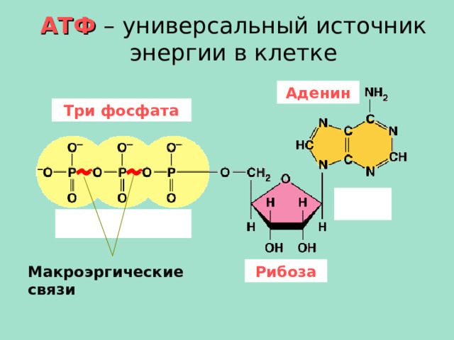 АТФ  – универсальный источник энергии в клетке Аденин Три фосфата Рибоза Макроэргические связи 5 
