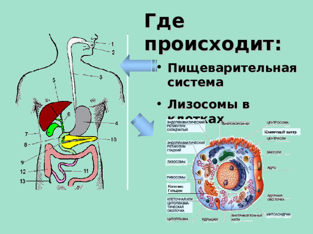 Где происходит: Пищеварительная система Лизосомы в клетках  