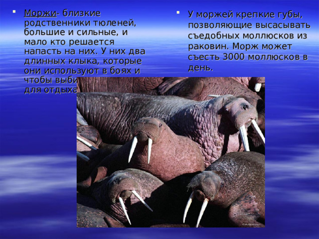 Моржи - близкие родственники тюленей, большие и сильные, и мало кто решается напасть на них. У них два длинных клыка, которые они используют в боях и чтобы выбираться на лед для отдыха. У моржей крепкие губы, позволяющие высасывать съедобных моллюсков из раковин. Морж может съесть 3000 моллюсков в день.  