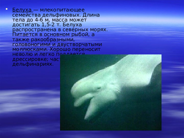 Белуха — млекопитающее семейства дельфиновых. Длина тела до 4-6 м, масса может достигать 1,5-2 т. Белуха распространена в северных морях. Питается в основном рыбой, а также ракообразными, головоногими и двустворчатыми моллюсками. Хорошо переносит неволю и легко поддается дрессировке; часто содержится в дельфинариях.    