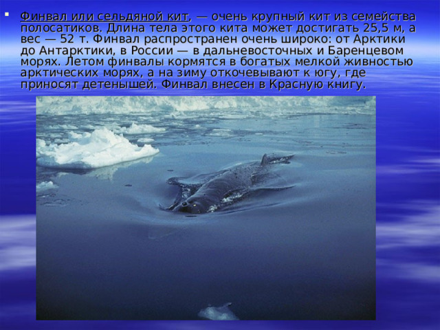 Финвал или сельдяной кит , — очень крупный кит из семейства полосатиков. Длина тела этого кита может достигать 25,5 м, а вес — 52 т. Финвал распространен очень широко: от Арктики до Антарктики, в России — в дальневосточных и Баренцевом морях. Летом финвалы кормятся в богатых мелкой живностью арктических морях, а на зиму откочевывают к югу, где приносят детенышей. Финвал внесен в Красную книгу. 