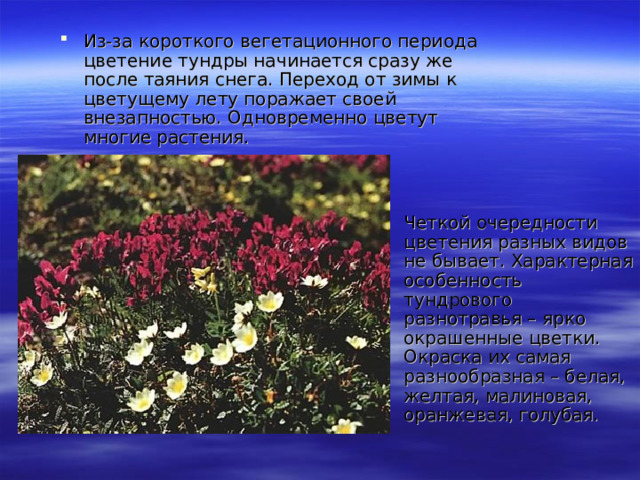 Из-за короткого вегетационного периода цветение тундры начинается сразу же после таяния снега. Переход от зимы к цветущему лету поражает своей внезапностью. Одновременно цветут многие растения. Четкой очередности цветения разных видов не бывает. Характерная особенность тундрового разнотравья – ярко окрашенные цветки. Окраска их самая разнообразная – белая, желтая, малиновая, оранжевая, голубая.  