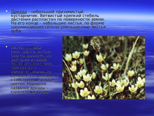 Дриада – небольшой приземистый кустарничек. Ветвистый крепкий стебель растения распластан по поверхности земли. На его конце – небольшие листья, по форме напоминающие сильно уменьшенные листья дуба. Листья дриады плотные, кожистые. Они сохраняются на растении и зимой, оставаясь зелеными. Дриада дает непропорционально большие, по сравнению с собственным ростом, цветки. Народное название дриады – куропаточья трава.  