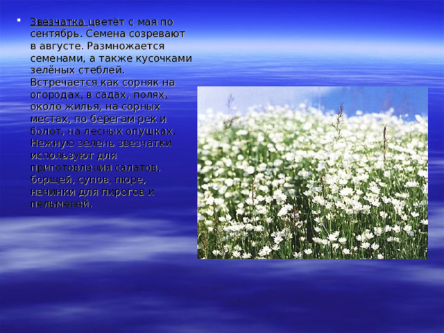 Звезчатка цветёт с мая по сентябрь. Семена созревают в августе. Размножается семенами, а также кусочками зелёных стеблей. Встречается как сорняк на огородах, в садах, полях, около жилья, на сорных местах, по берегам рек и болот, на лесных опушках. Нежную зелень звезчатки используют для приготовления салатов, борщей, супов, пюре, начинки для пирогов и пельменей. 