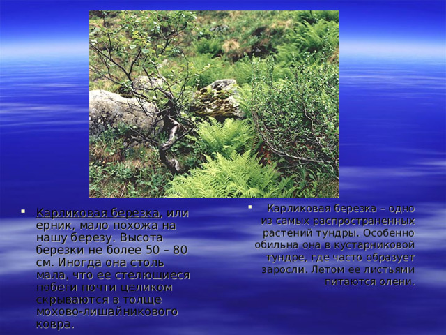 Карликовая березка – одно из самых распространенных растений тундры. Особенно обильна она в кустарниковой тундре, где часто образует заросли. Летом ее листьями питаются олени.  Карликовая березка , или ерник, мало похожа на нашу березу. Высота березки не более 50 – 80 см. Иногда она столь мала, что ее стелющиеся побеги почти целиком скрываются в толще мохово-лишайникового ковра. 