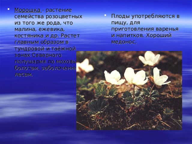 Морошка - растение семейства розоцветных из того же рода, что малина, ежевика, костяника и др. Растет главным образом в тундровой и таёжной зонах Северного полушария по моховым болотам, заболоченным лесам. Плоды употребляются в пищу, для приготовления варенья и напитков. Хороший медонос.  